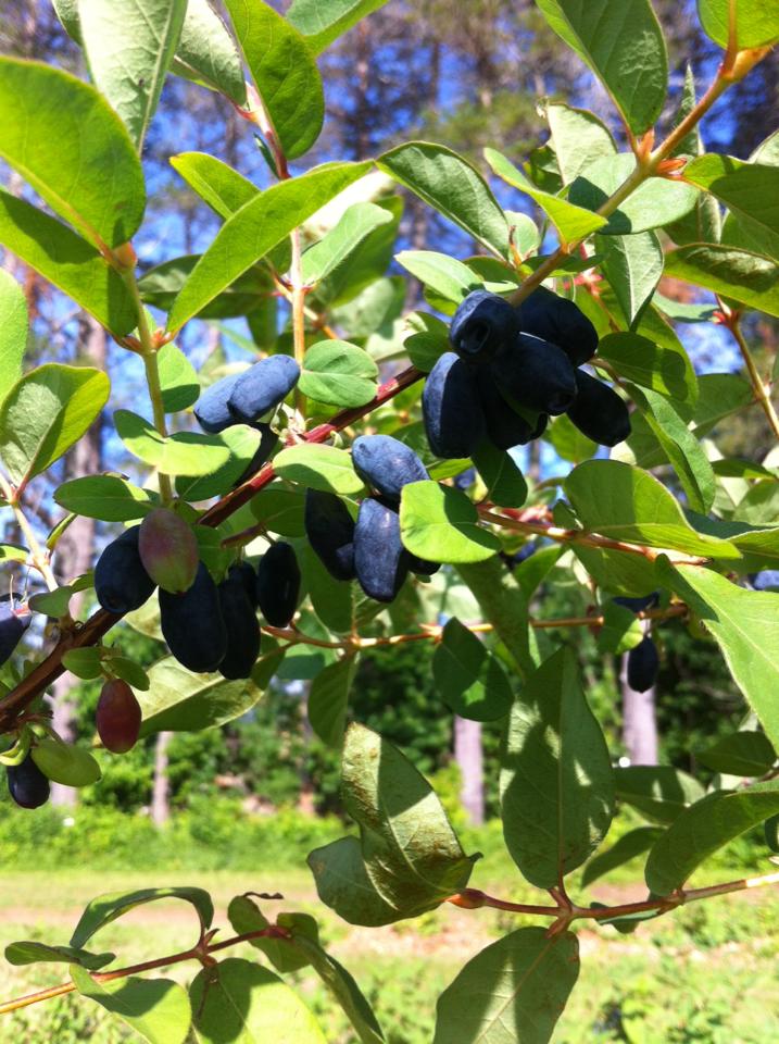 Haskap Berries, Spring harvest, Fruit Trees